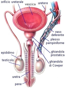 Il pene, I testicoli